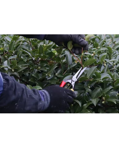 Forbici Professionali in acciaio giapponese per agricoltura, giardinaggio