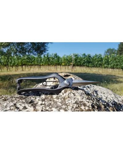 Forbici Giapponesi Professionali per cogliere uva e frutta