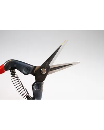 Professional scissors for picking fruit vegetables, flowers and plants