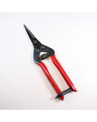 Professional scissors for picking fruit vegetables, flowers and plants
