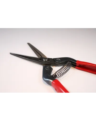 Professional long blade scissors for picking fruit vegetables, flowers and plants