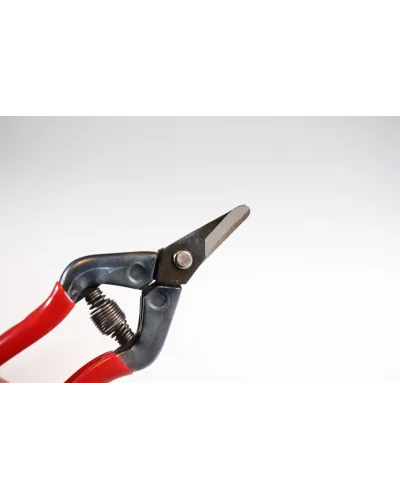 Professional scissors with curved blade for picking fruit vegetables, flowers and plants