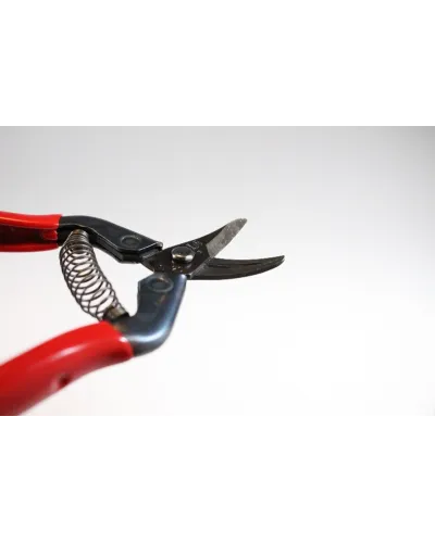 Professional scissors with curved blade for picking fruit vegetables, flowers and plants