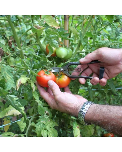 Forbici coglifrutta a doppia lama curva