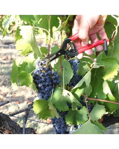 Professional scissors for picking fruit vegetables, flowers and plants