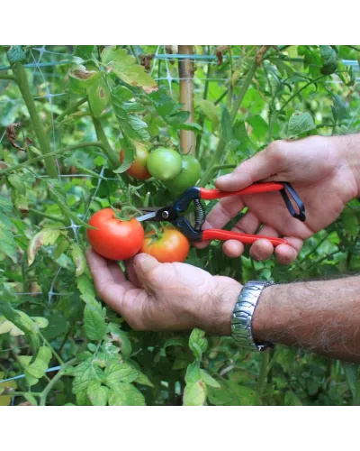 Professional scissors with curved blade for picking fruit vegetables, flowers and plants