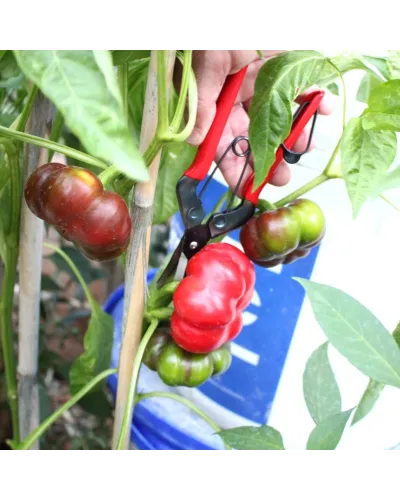 Forbici Professionali con lama lunga coglifrutta cogliuva per verdura fiori piante