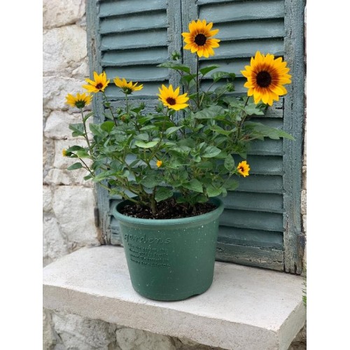 Round colored plastic pot for garden plants and flowers