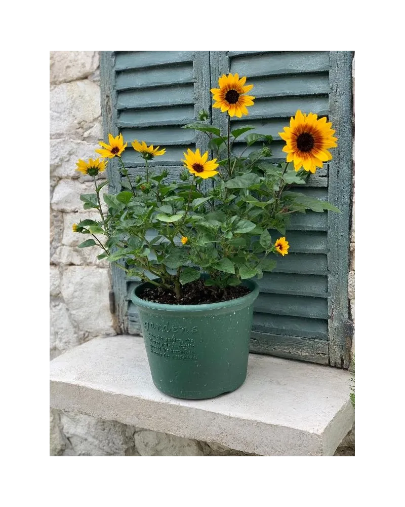 vaso Hachiman in plastica con sottovaso per piante e fiori