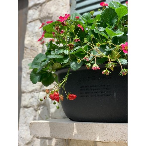 plastic oval planter pot for plants and flowers