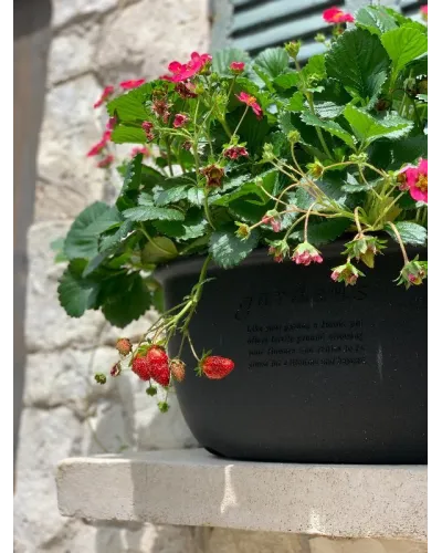 Hachiman fioriera ecologica per piante da giardino e interno