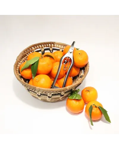 Fruit picking scissors with double curved blade