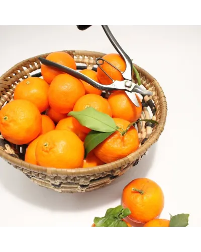 Forbici coglifrutta a doppia lama curva