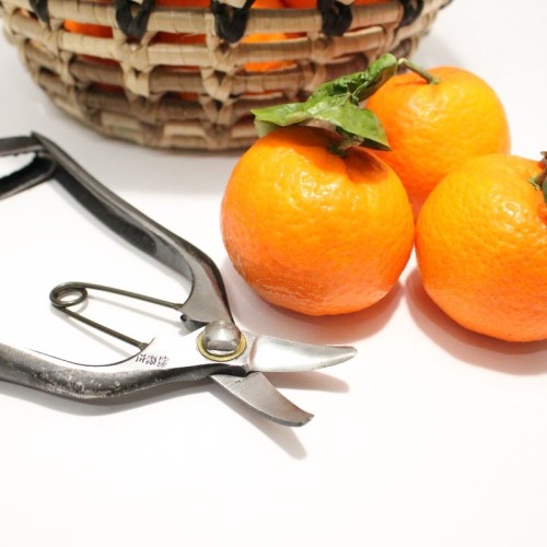 Professional scissors for picking fruit and vegetables