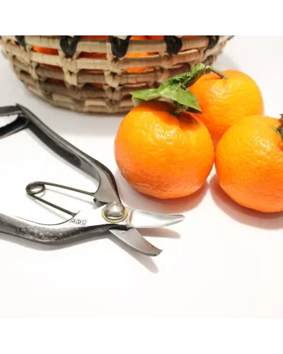 Fruit picking scissors with double curved blade