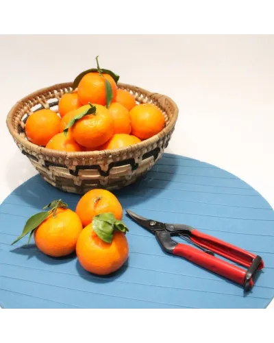 Professional scissors with long curved blade for picking fruit vegetables, flowers and plants