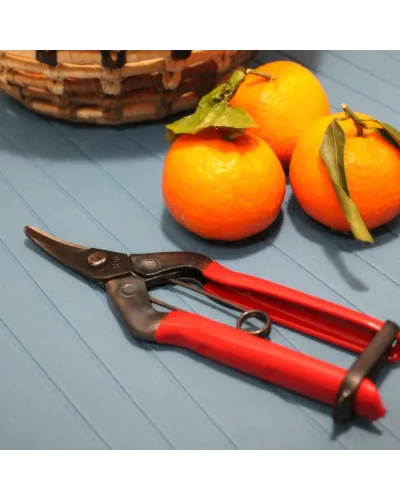 Professional scissors with long curved blade for picking fruit vegetables, flowers and plants