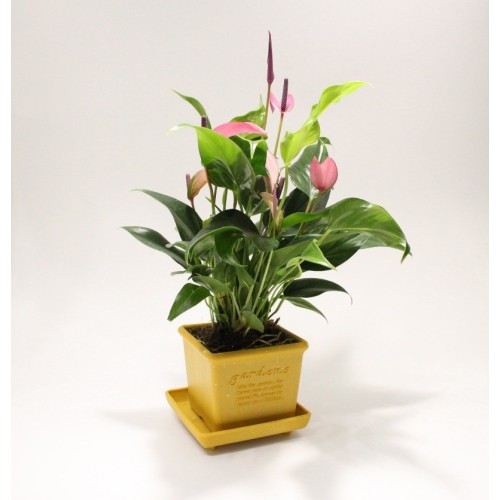 vaso quadrato per piante fiori in plastica
