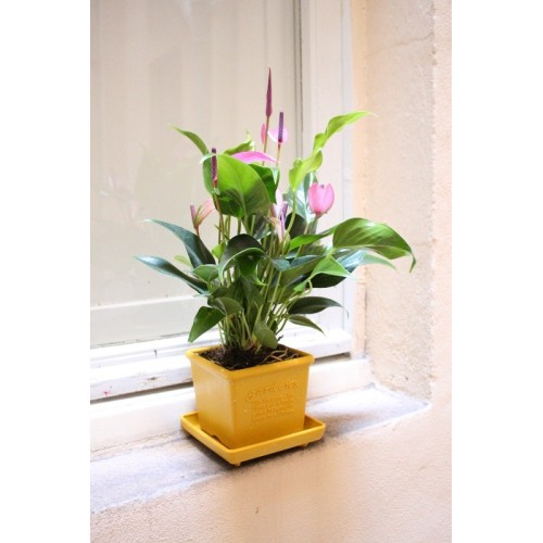 vaso quadrato per piante fiori  in plastica per piante e fiori