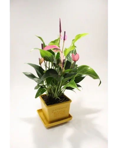 vaso quadrato per piante fiori  in plastica per piante e fiori