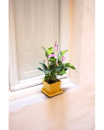 vaso quadrato per piante fiori  in plastica per piante e fiori