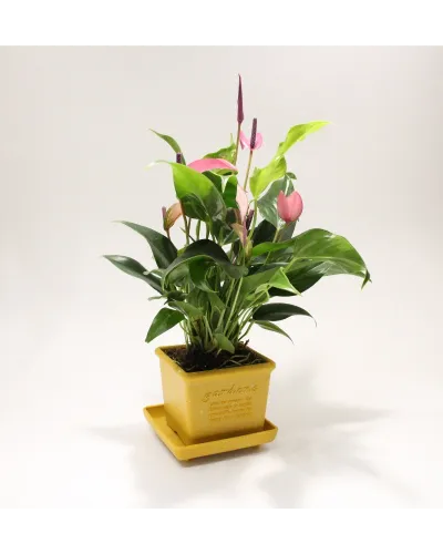 vaso quadrato per piante fiori  in plastica per piante e fiori