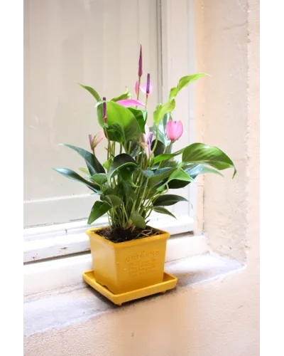 vaso quadrato per piante fiori  in plastica per piante e fiori