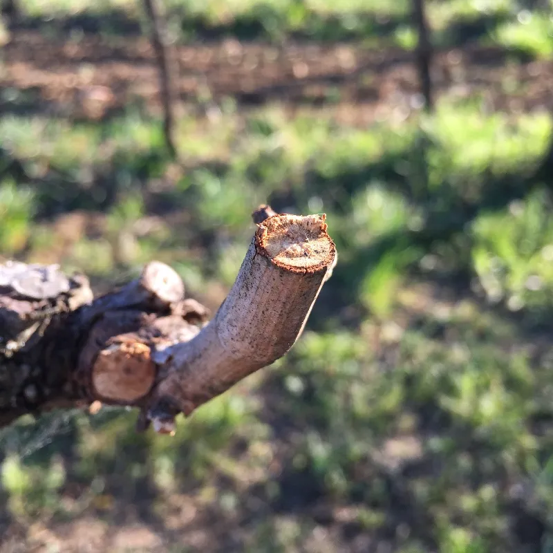 Forbici professionali giapponesi per potatura